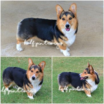 Corgis for sale
Corgi puppies for sale
Corgi puppies for sale in Oklahoma