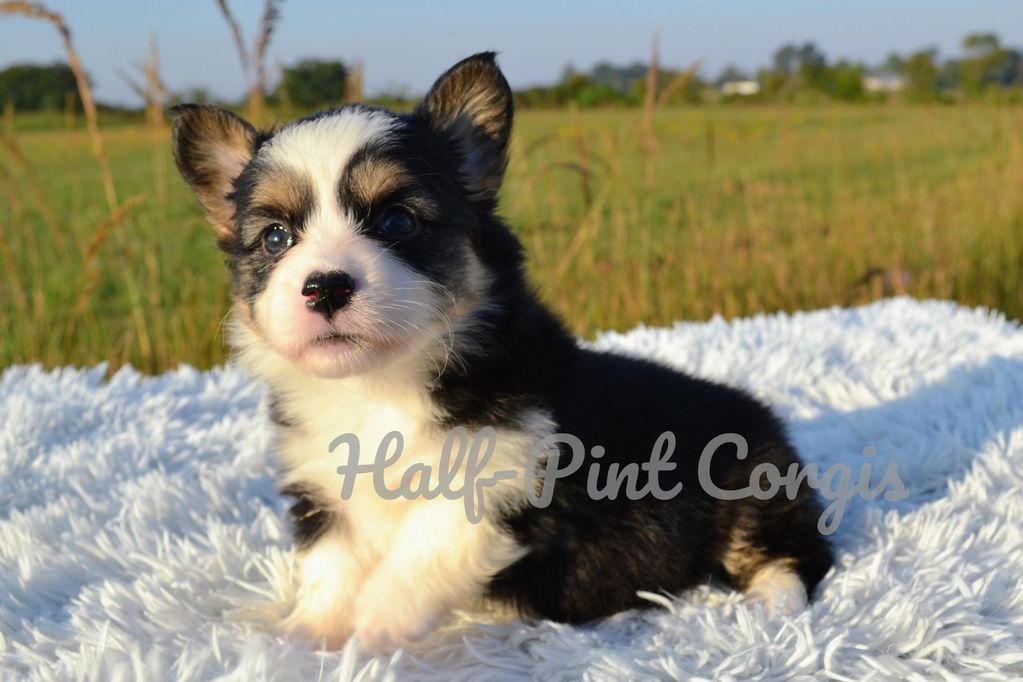 Corgis for sale
Corgi puppies for sale
Corgi puppies for sale in Oklahoma