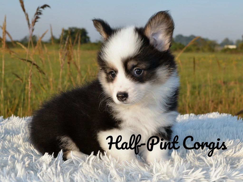 Corgis for sale
Corgi puppies for sale
Corgi puppies for sale in Oklahoma