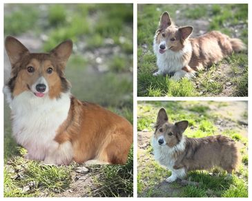 Corgis for sale
Corgi puppies for sale
Corgi puppies for sale in Oklahoma
