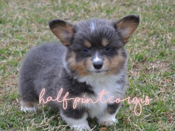 Corgis for sale
Corgi puppies for sale
Corgi puppies for sale in Oklahoma