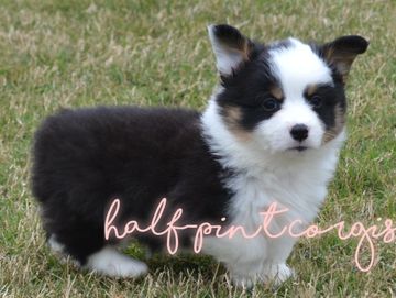 Corgis for sale
Corgi puppies for sale
Corgi puppies for sale in Oklahoma