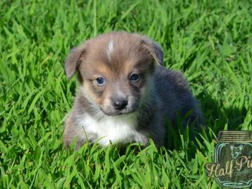 Corgis for sale
Corgi puppies for sale
Corgi puppies for sale in Oklahoma