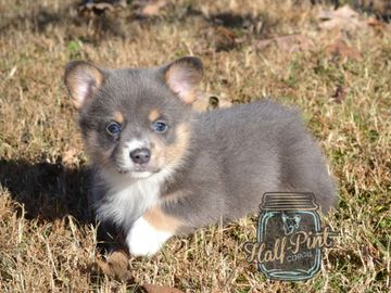 Corgis for sale
Corgi puppies for sale
Corgi puppies for sale in Oklahoma