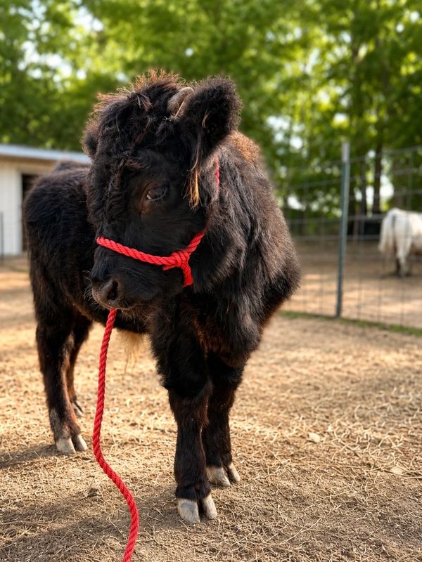 A black calf with a red rope halter standing outdoors.