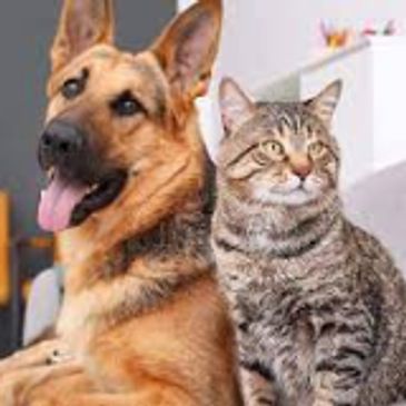 Dog and Cat picture