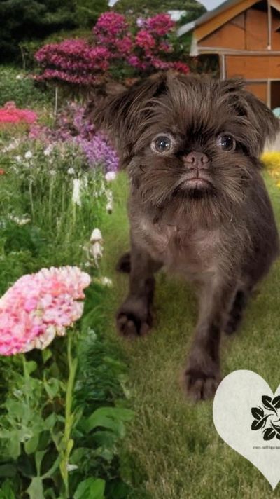 AKC information about Brussels Griffons
AKC link
The Brussels Griffon - Petit Brabancon
Physical Cha