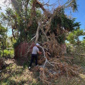 tree removal residential and commercial.