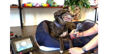 Dog wearing goggles gets a laser therapy treatment at home.