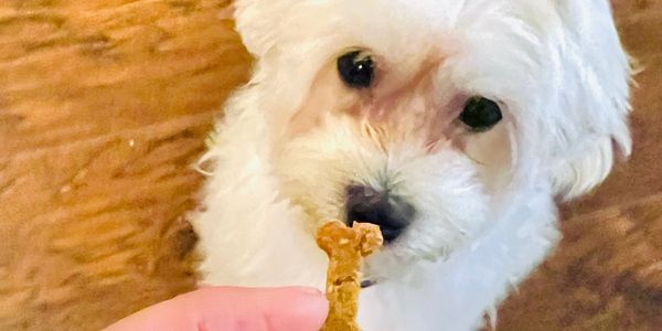 Maltese dog eating healthy dog treats