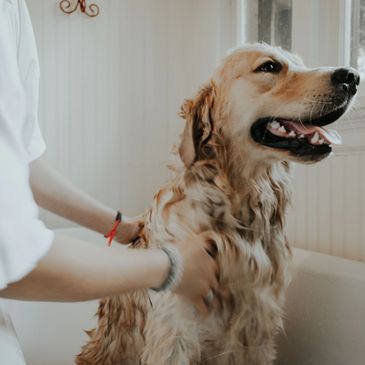 pet grooming