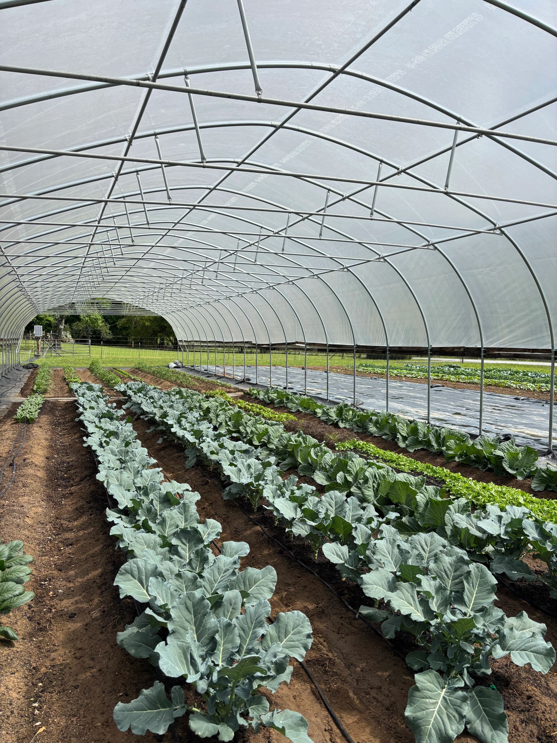 Rows of leafy green vegetables growing in a greenhouse garden.