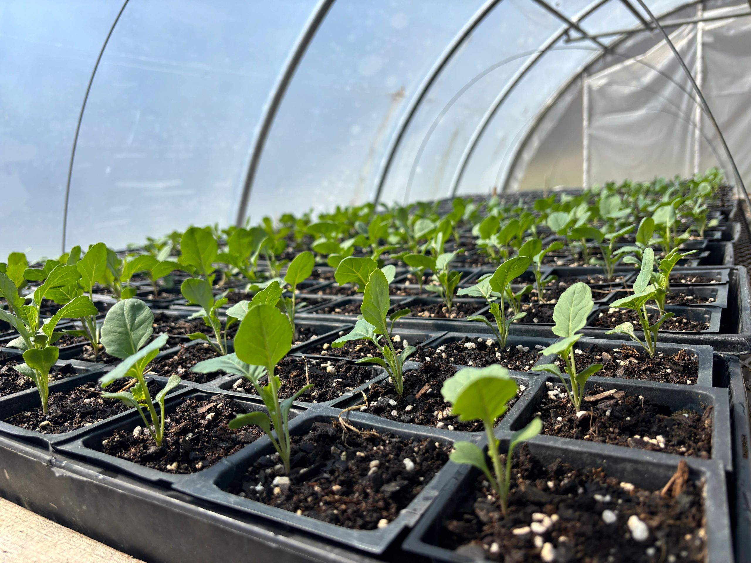 Young seedlings growing in a greenhouse under sunlight.