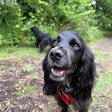 Happy black dog with shiny eyes on a forest path.