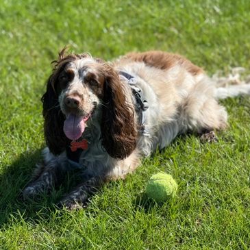Happy dog lying on grass with a tennis ball, panting.