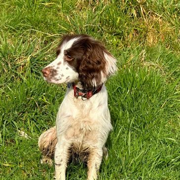 Brown and white dog sitting on green grass looking to the side.