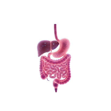 Illustration of the human digestive system with stomach, intestines, and liver.
