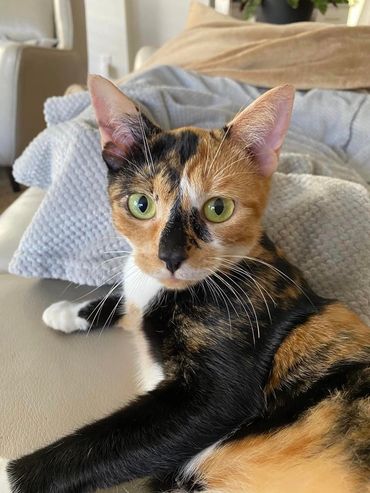 Meet two of our newest Tampa Metro Pets kitties, and one of them is very, very new.
Mau and her new