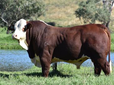 Celebrity Q126 A real stud sire in the making. Super long, extra expressive. Out of the the famous K