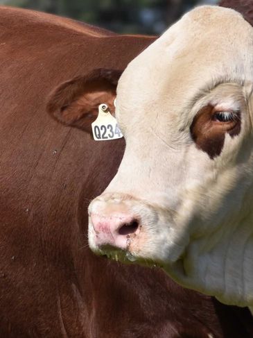 SuperSire CD Prestige Q234 goes to new home