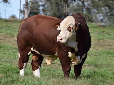 Prestige Q234