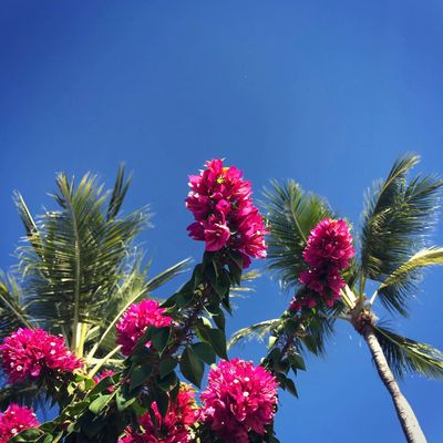Pink flowers against deep blue sky - all treatments are evidence based