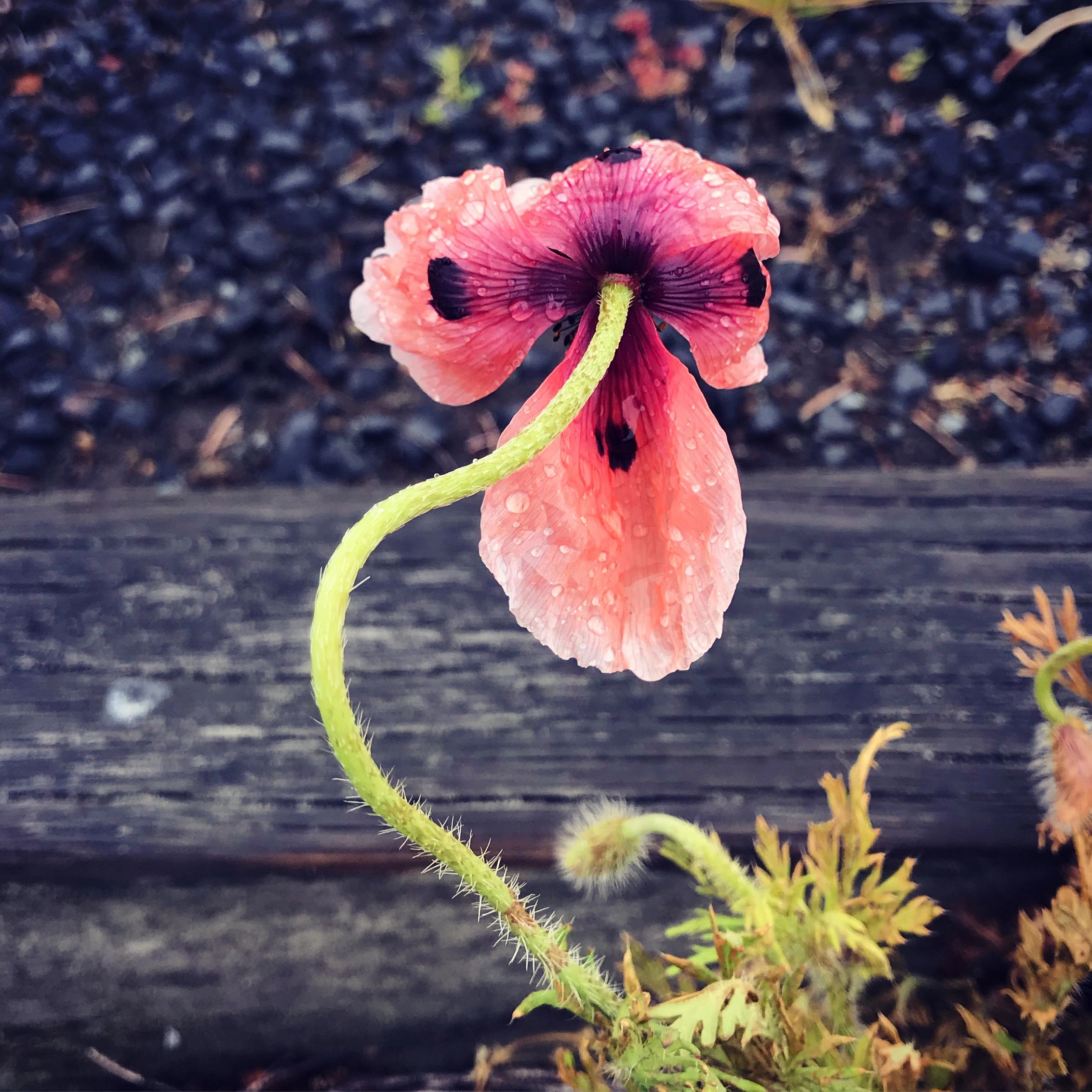 Flower on long stem representing link via telehealth