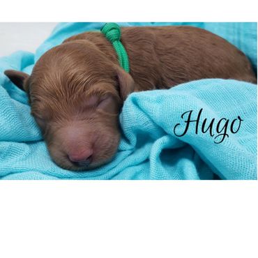 F1b Goldendoodle Puppy