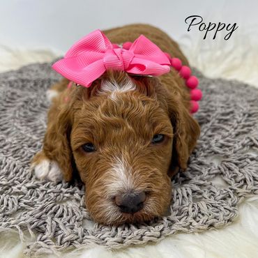 Mini Goldendoodle