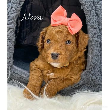 Mini Goldendoodle