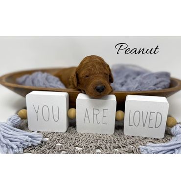 Mini Goldendoodle