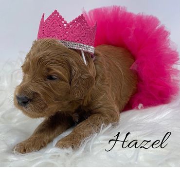 F1b Goldendoodle Puppy