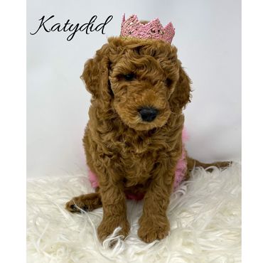 F1bb Goldendoodle puppy