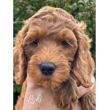 F1b Goldendoodle Puppy