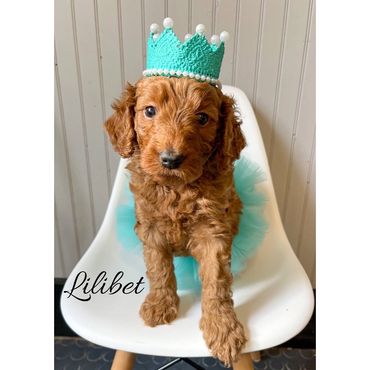 F1b Goldendoodle Puppy