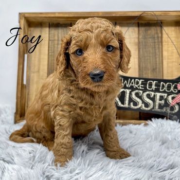F1b Goldendoodle Puppy
