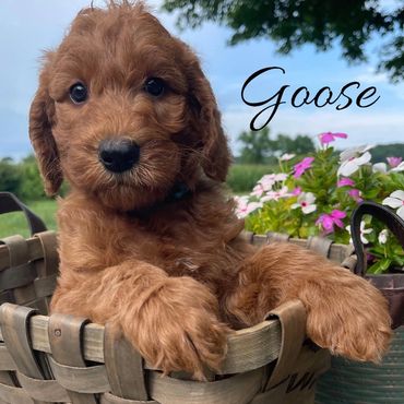 F1b Labradoodle Puppy