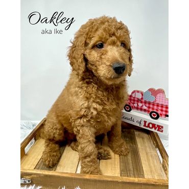 F1b Labradoodle Puppy