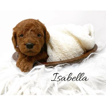 F1b Labradoodle Puppy