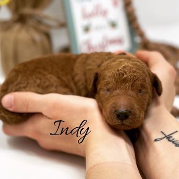 F1b Labradoodle Puppy