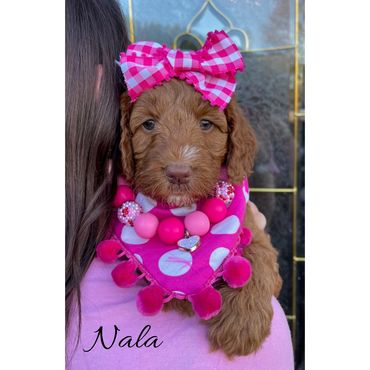 Mini Goldendoodle