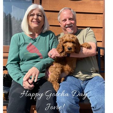 F1b Goldendoodle Puppy