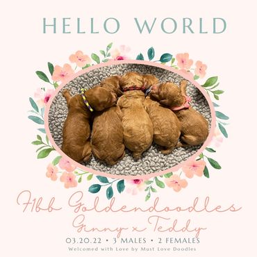 F1bb Goldendoodle puppy