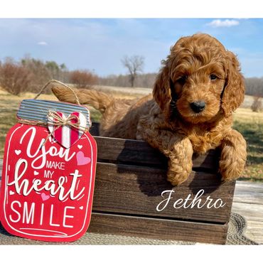 F1b Goldendoodle Puppy