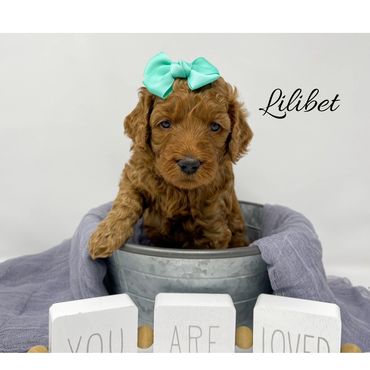 F1b Goldendoodle Puppy