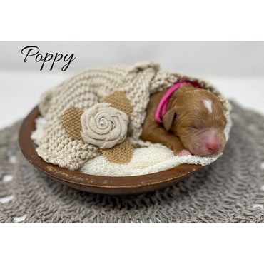 Mini Goldendoodle