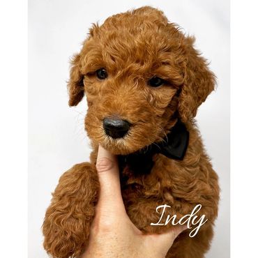 F1b Labradoodle Puppy