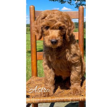 F1b Goldendoodle Puppy