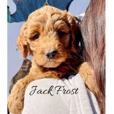 F1b Goldendoodle Puppy