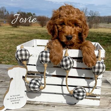 F1b Goldendoodle Puppy